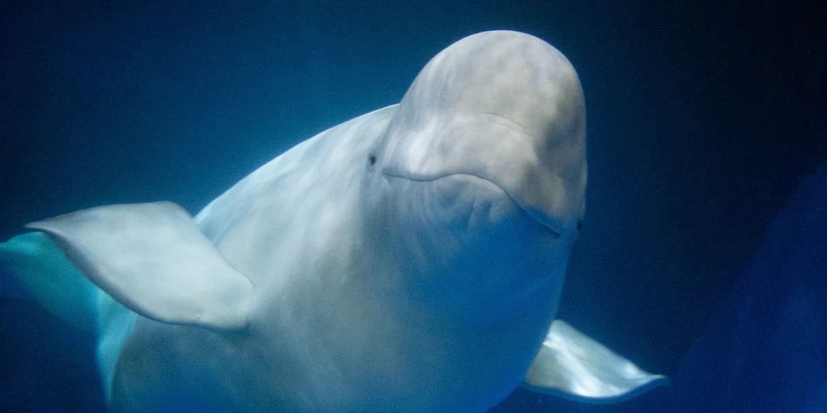 The Beluga Operating Company ehf.