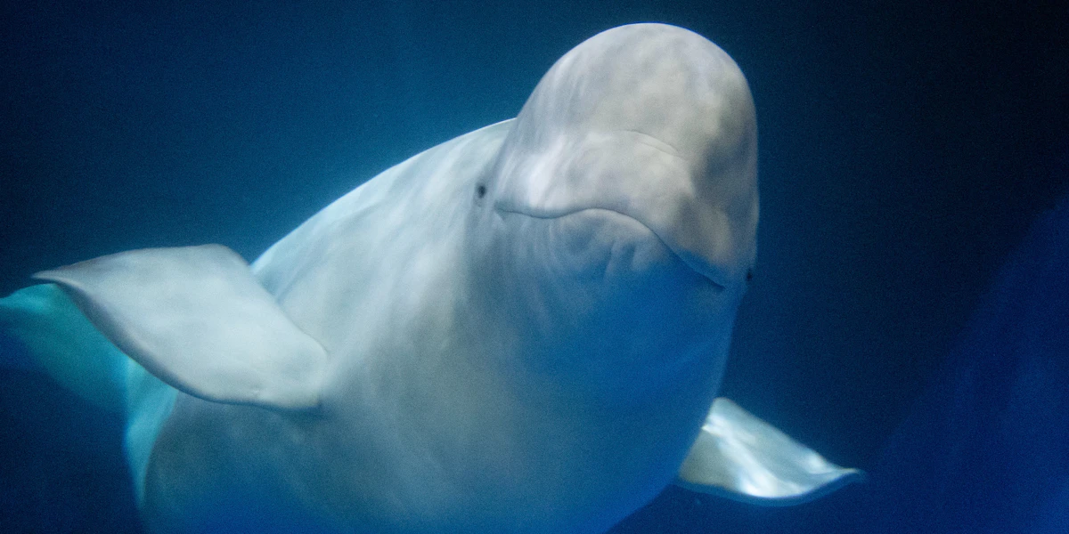 The Beluga Operating Company ehf.