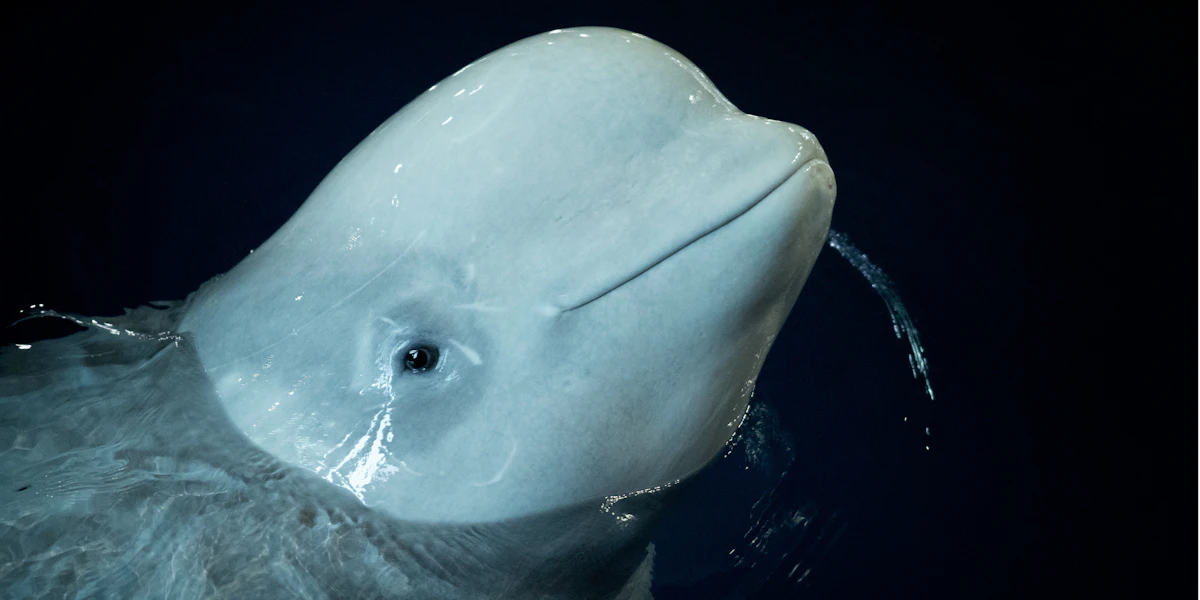 The Beluga Operating Company ehf.