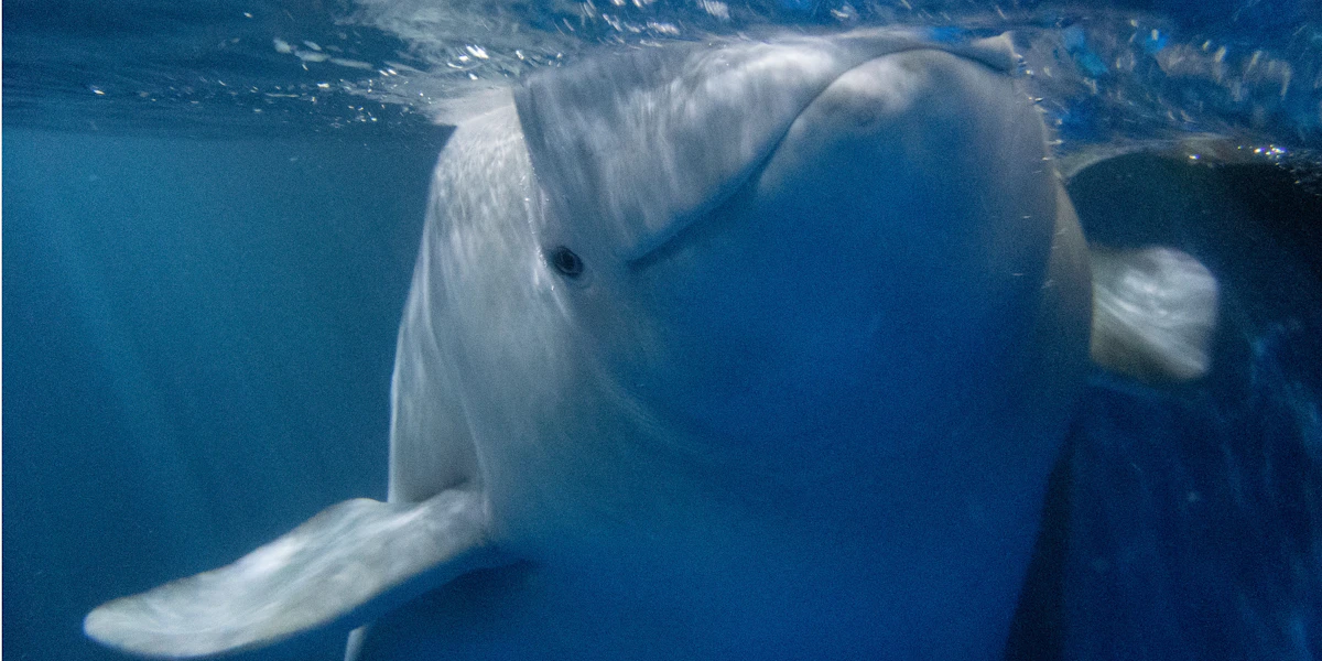 The Beluga Operating Company ehf.