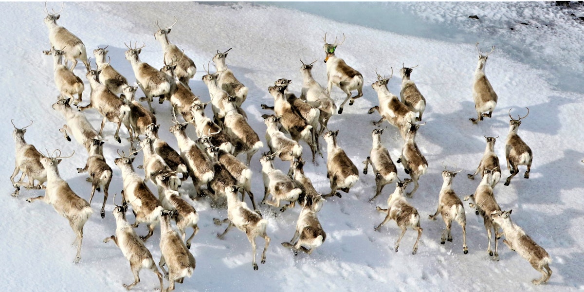 Náttúrustofa Austurlands