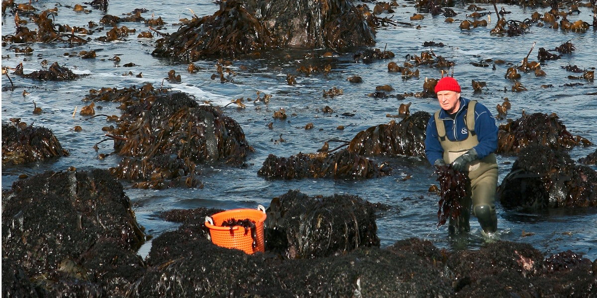 Íslensk hollusta ehf.