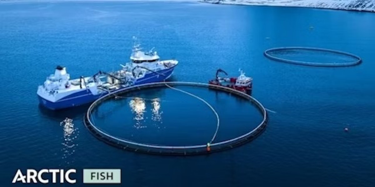 Arctic Fish