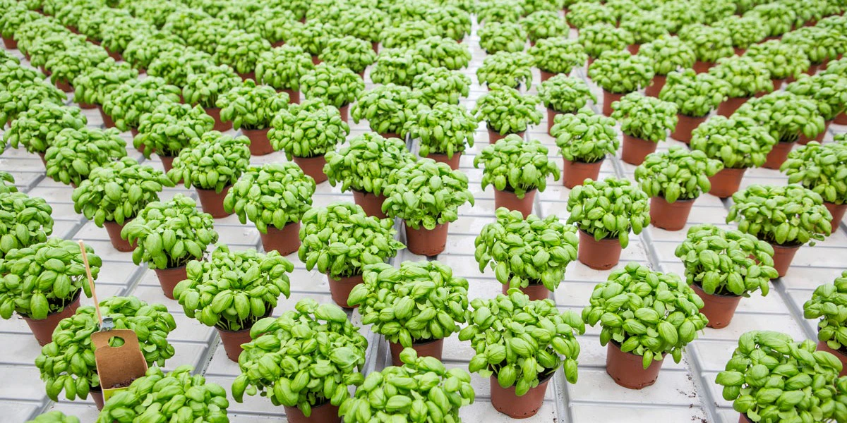 Gróðrarstöðin Ártangi ehf