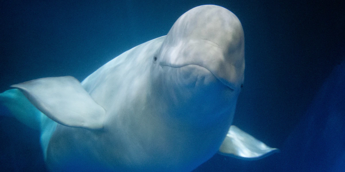 The Beluga Operating Company ehf.