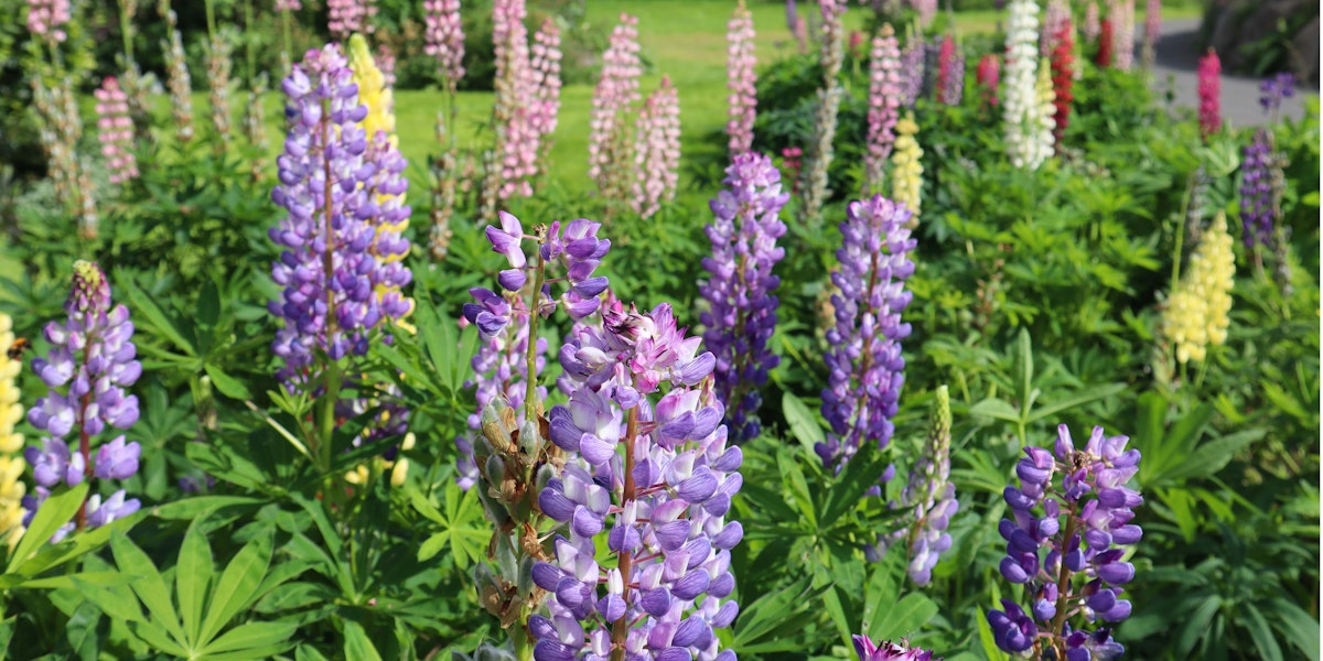 Skrifstofa þjónustu og sértækrar ráðgjafar