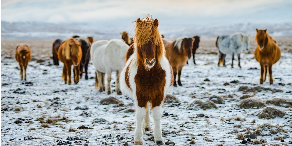 Dýraverndarsamband Íslands